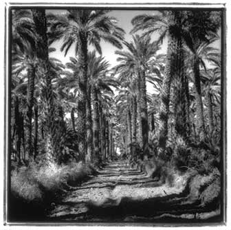 date palms